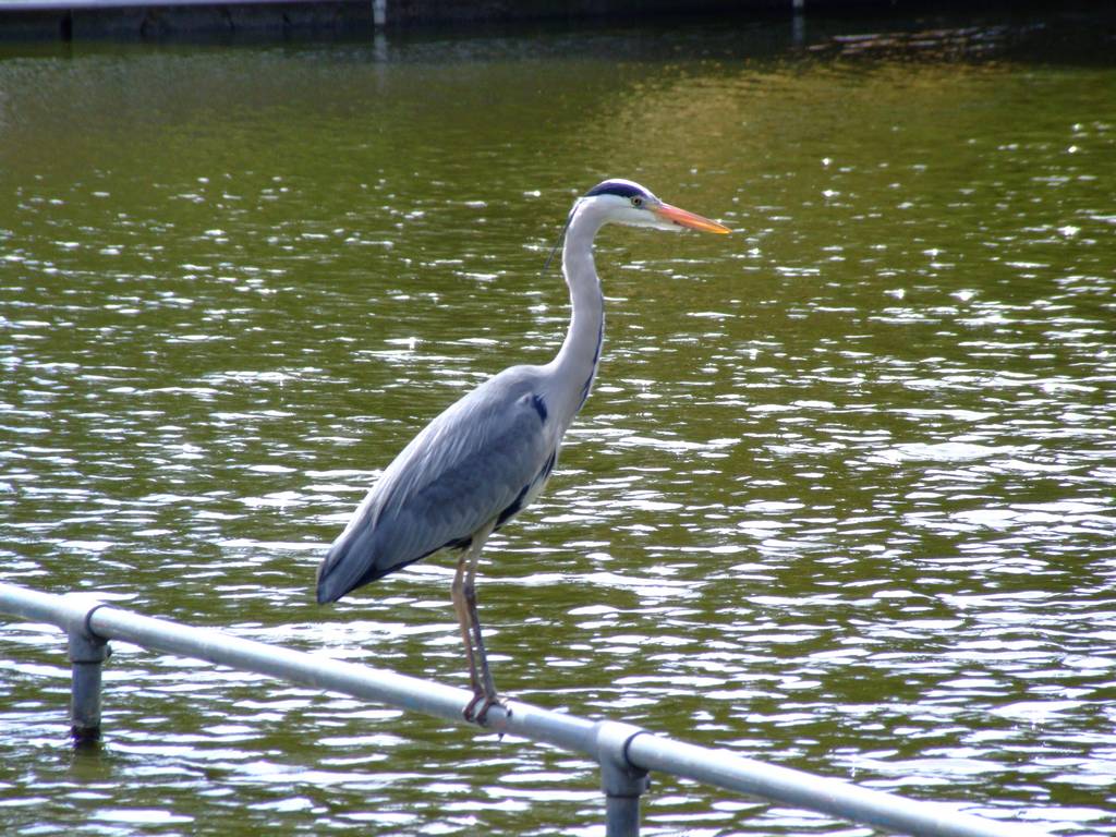 Heron