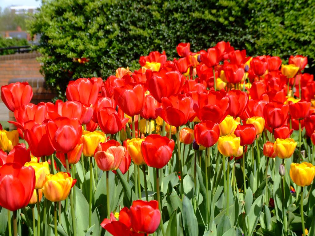 Cannon Hill Park
