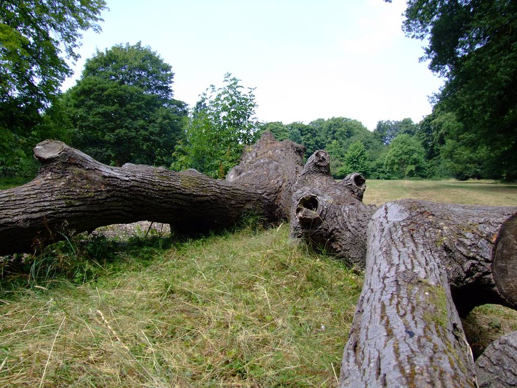 Arboretum