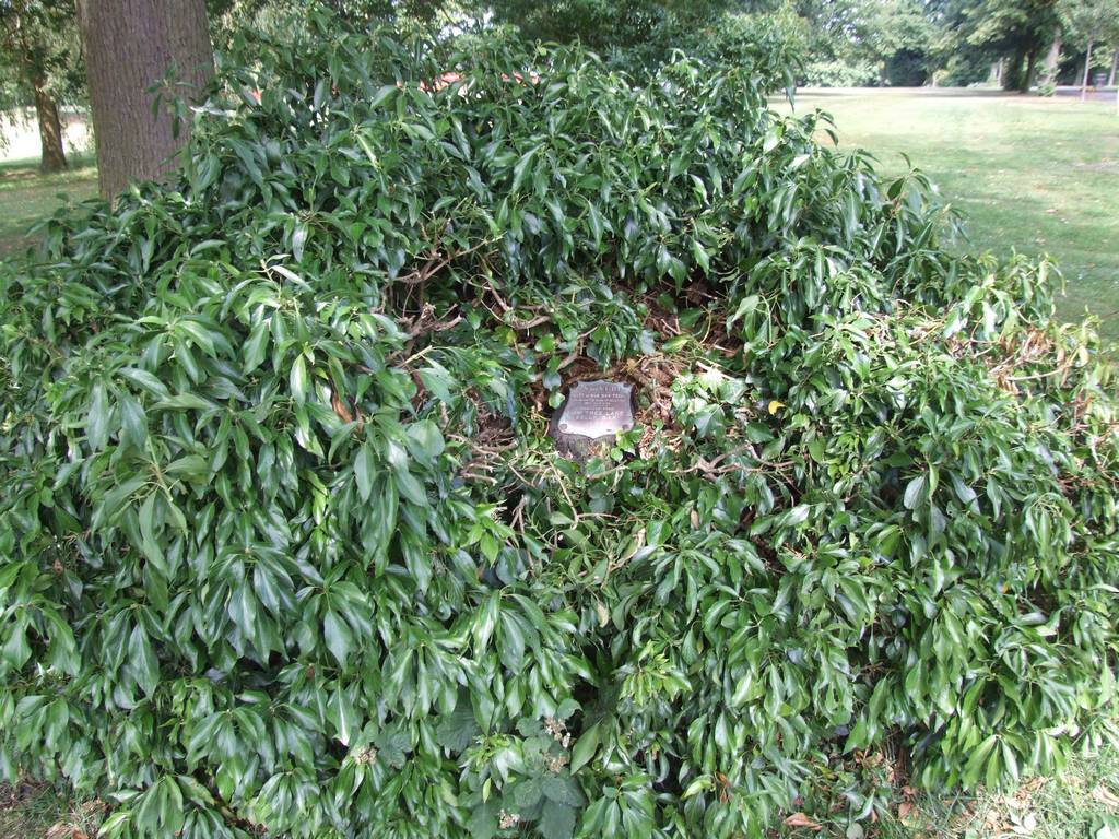 Butt of Old Oak Tree