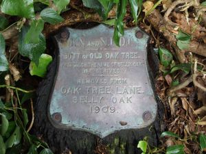 Butt of Old Oak Tree