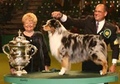 Crufts 2007 Birmingham NEC
